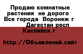 Продаю комнатные растения  не дорого - Все города, Воронеж г.  »    . Дагестан респ.,Каспийск г.